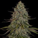 Strawberry Cough (Zamnesia Seeds) femminizzata