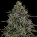 Strawberry Cough (Zamnesia Seeds) femminizzata