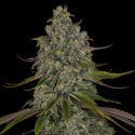 Strawberry Cough (Zamnesia Seeds) femminizzata