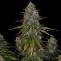 Strawberry Cough (Zamnesia Seeds) femminizzata