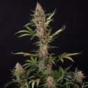 Black Orchid Automatic (Zamnesia Seeds) femminizzata