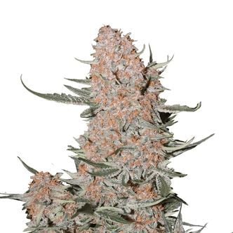 Ztrawberriez Auto (FastBuds) femminizzata