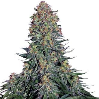 Blue Skunk (Sensi Seeds) femminizzata