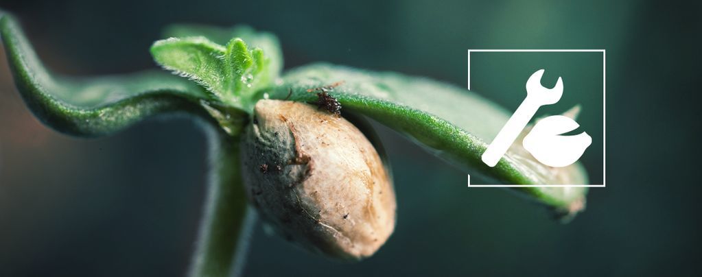 Semi di marijuana semi di canapa verde naturale piccolo germoglio di  germogli, semi di cannabis su sfondo di suolo, primo piano di piantare semi  di canapa agricoltura erbe medic Foto stock 