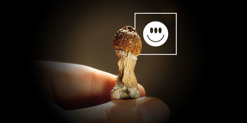 Gli Psilocybe Cubensis Sono Potenti?