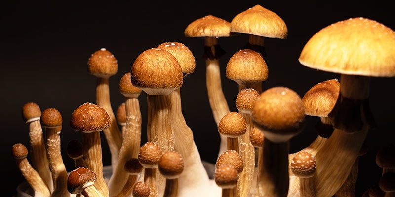 Coltivare I Funghi Psilocybe Cubensis