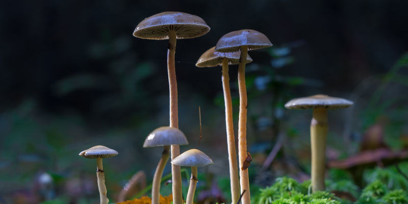 Psilocybe Cubensis: Un Dono Della Natura