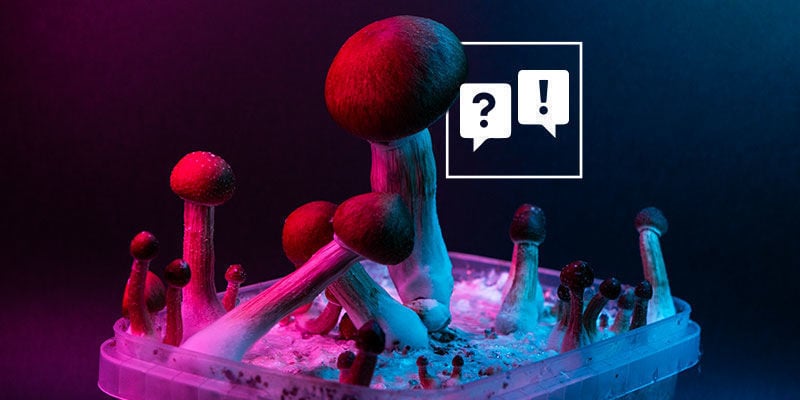 Psilocybe Cubensis: Domande E Risposte