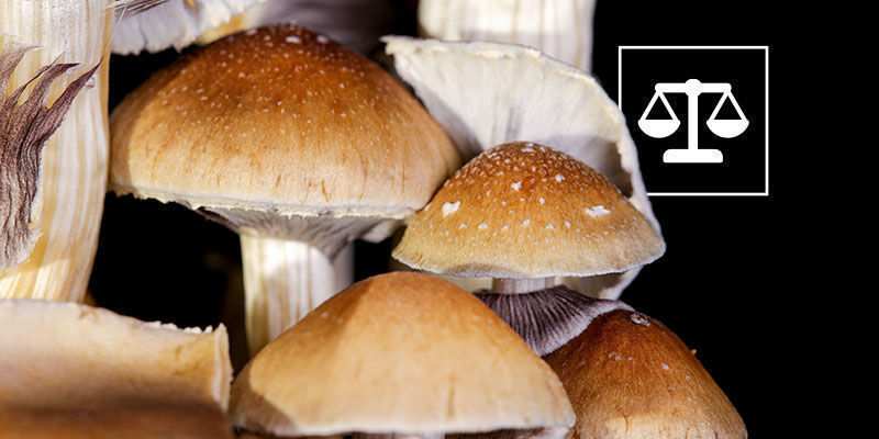 Legalità Dei Funghi Psilocybe Cubensis