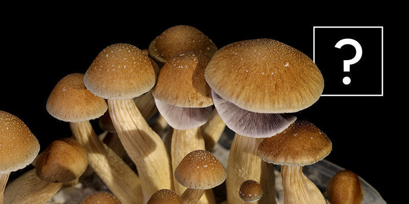 Cosa Sono I Funghi Psilocybe Cubensis?