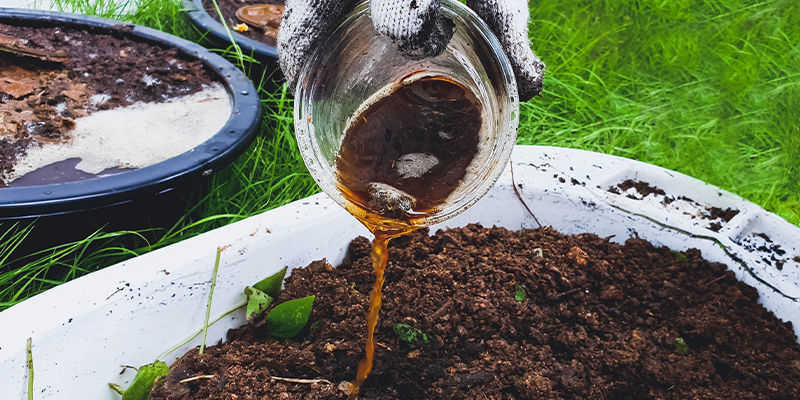 Usa Tè Di Compost, Aquafaba Ed Urina Con Parsimonia