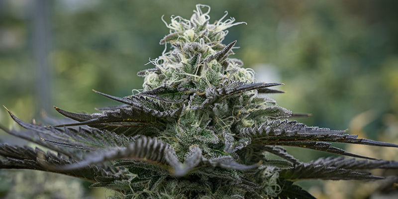 Power Plant Automatic — Zamnesia Seeds