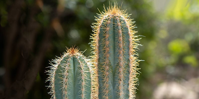 Vantaggi del coltivare il cactus San Pedro