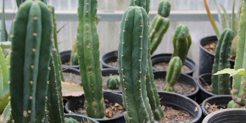 Cos'è il cactus San Pedro?