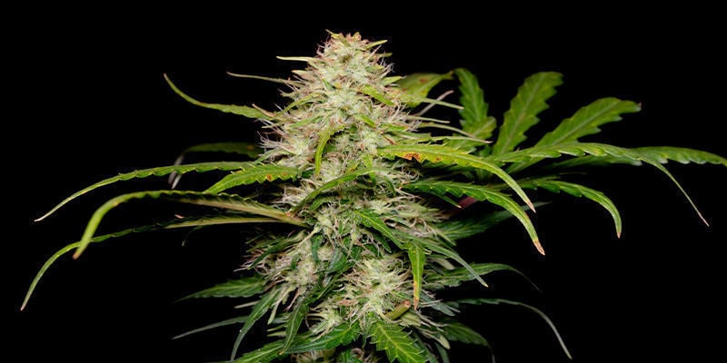 Green Love Potion di Samsara Seeds