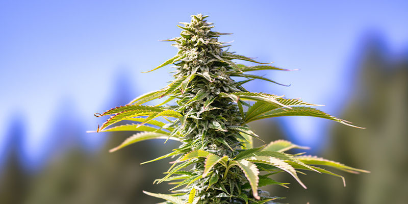 CBD Fix Automatic di Zamnesia Seeds