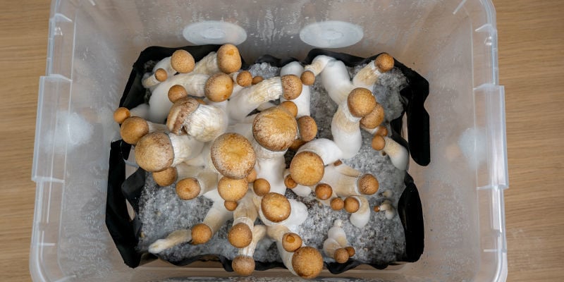 Perché Usare La Tecnica Monotub Per Coltivare Funghi Allucinogeni?