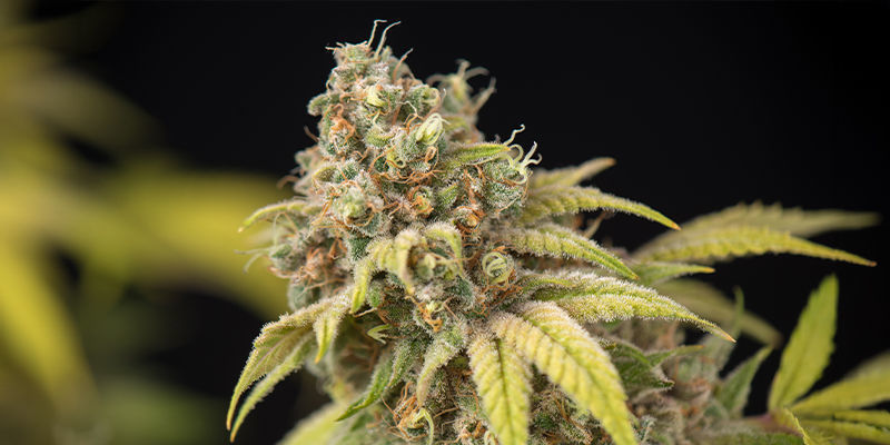 5. Royal Moby (Royal Queen Seeds)