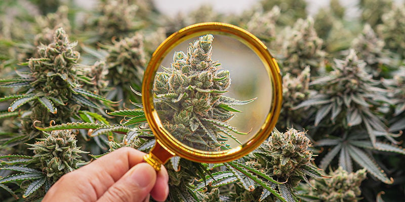 Quali Sono Le Ultime Novità Nella Ricerca Sulla Cannabis?