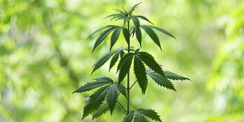 Quando Inizia La Fase Vegetativa Della Cannabis?