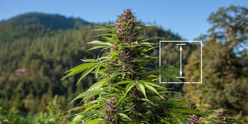 Qual È La Pianta Di Cannabis Più Alta?
