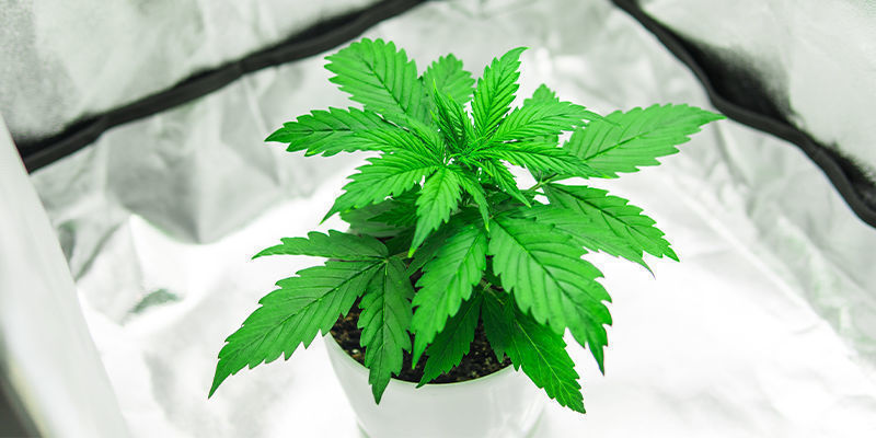 Grow Box Multifunzione Per La Cannabis