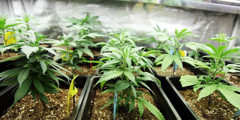 Nuove Tecnologie Per La Coltivazione Della Cannabis