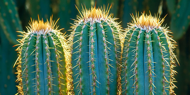 Prenditi Cura Del Tuo Cactus San Pedro