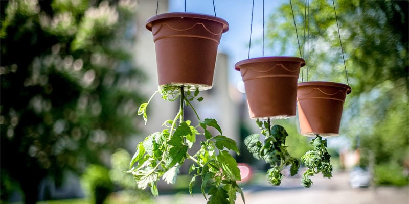 Capovolgi Le Tue Convinzioni Sulla Coltivazione Della Cannabis