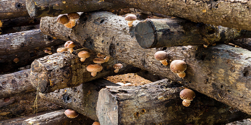 Ceppi Di Legno