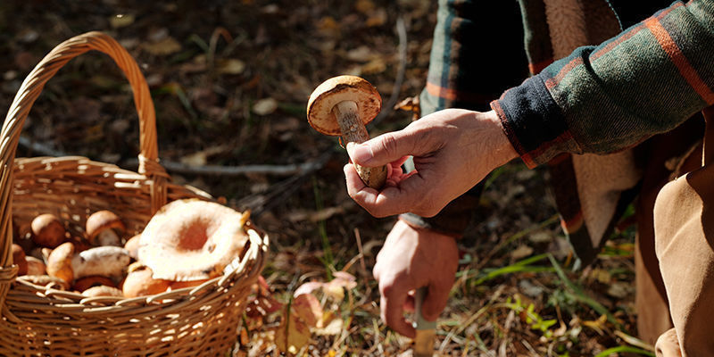 La Coltivazione Dei Funghi Attraverso I Secoli