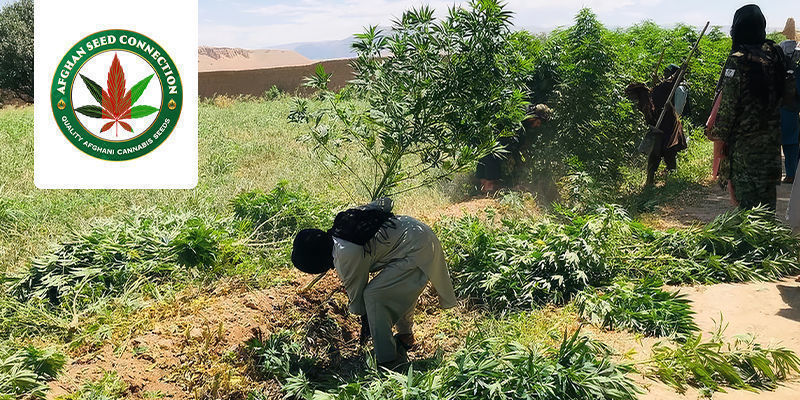 L'Affascinante Storia Di Afghan Seed Connection