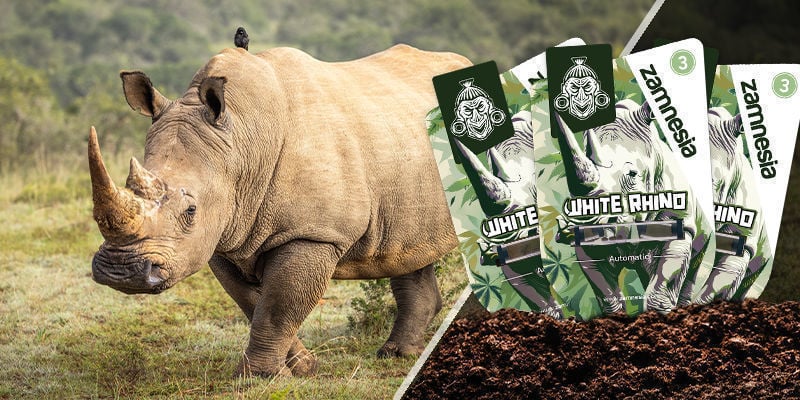 White Rhino