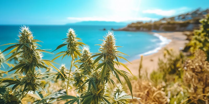 Coltivare la cannabis in riva al mare: Con il vento in poppa!