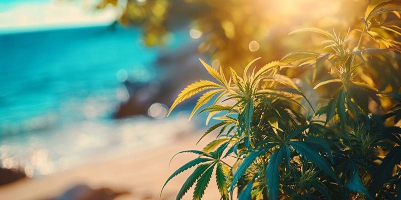 Coltivare la cannabis in riva al mare: Cosa aspettarsi