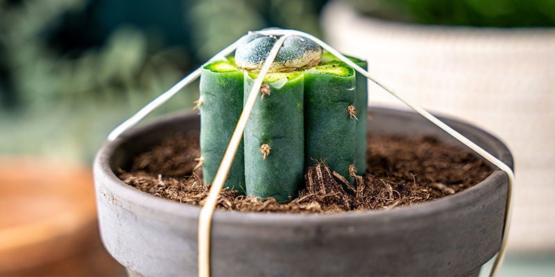 Posiziona Gli Elastici Verticalmente Attorno Al Vaso Del Trichocereus E Sopra Il Peyote Per Mantenere La Pressione.