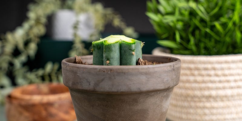 Smussa La Parte Superiore Di Ogni Costa Del Trichocereus. Questo Impedirà Che L'Innesto Si Separi Mentre Il Taglio Si Asciuga.