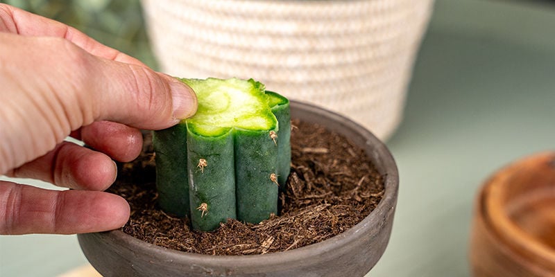 Ora Puoi Rimuovere La Sottile Fetta Protettiva Che Hai Tagliato Sia Dal Portainnesto Del Trichocereus Che Dal Peyote.