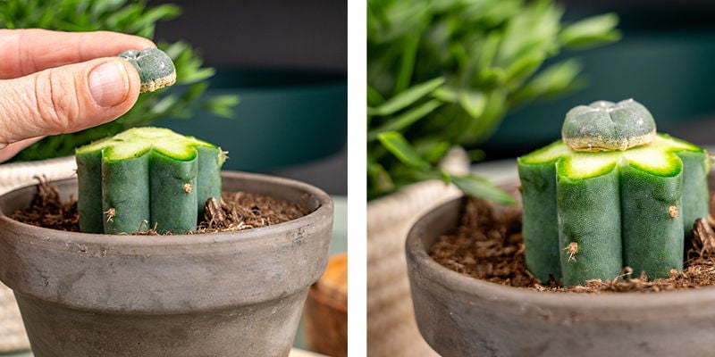 Premi Delicatamente Il Peyote Sulla Parte Superiore Del Trichocereus Per Rimuovere L'Aria.