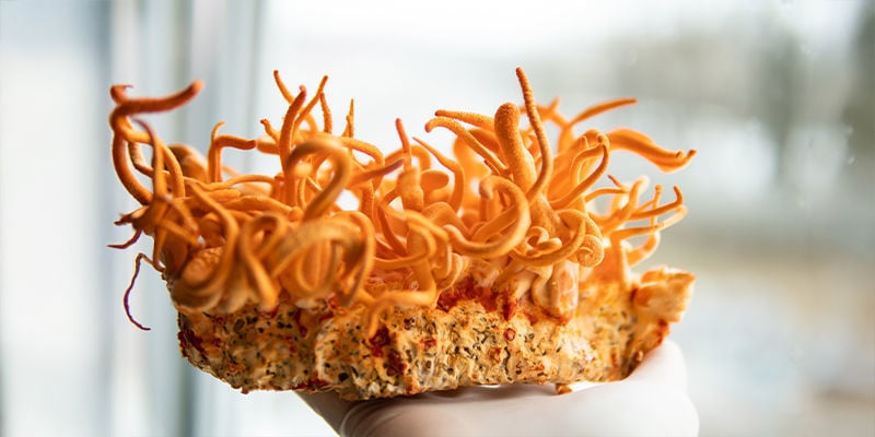 È Possibile Coltivare A Casa I Funghi Cordyceps?