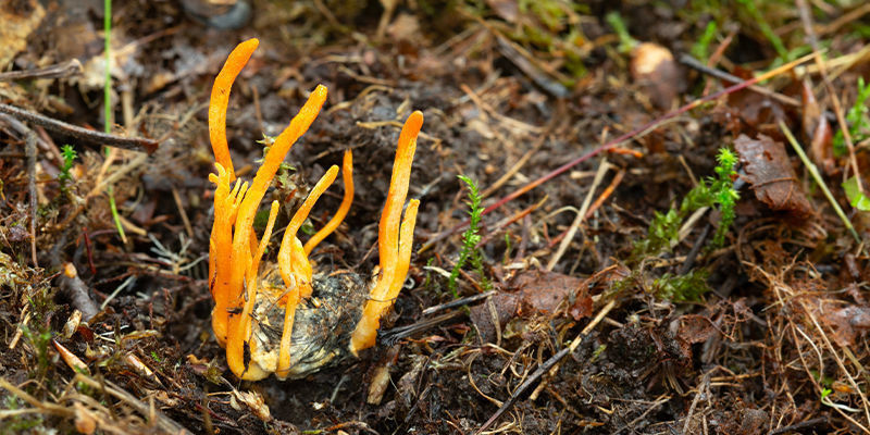 Coltivazione Di Funghi Cordyceps: Risoluzione Dei Problemi