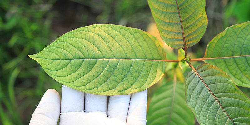 Scegliere la giusta varietà di kratom per te