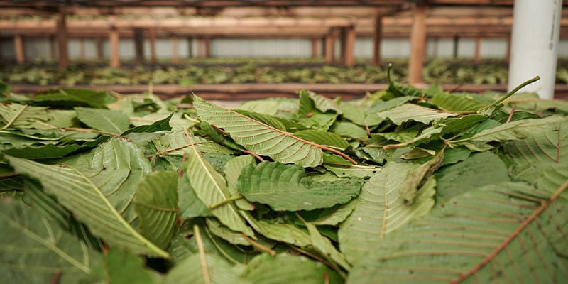 Cos’è il kratom?