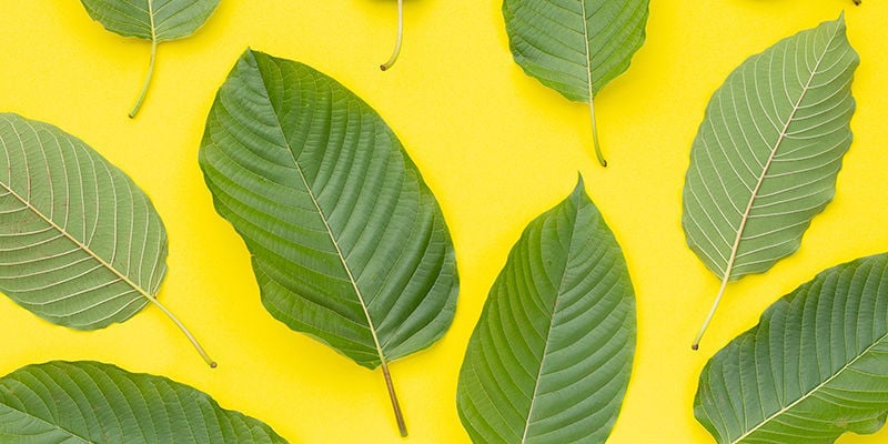 Il kratom giallo o dorato è autentico?