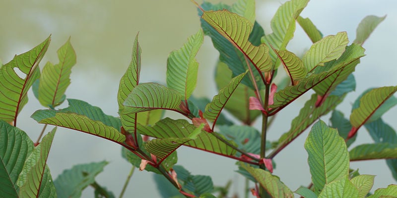 Kratom con venature rosse