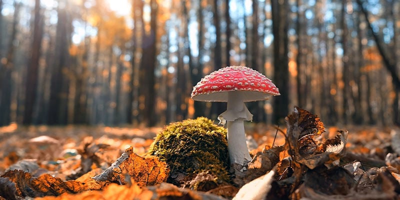 Amanita muscaria (ovolo malefico)