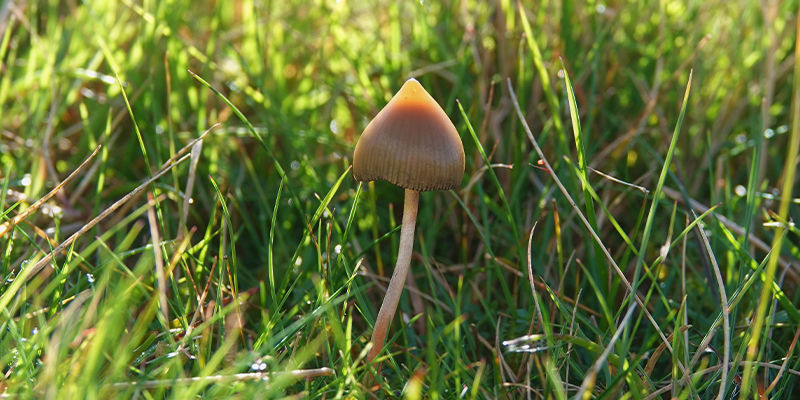 Psilocybe semilanceata