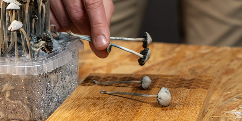 Come Dosare Il Panaeolus Cyanescens