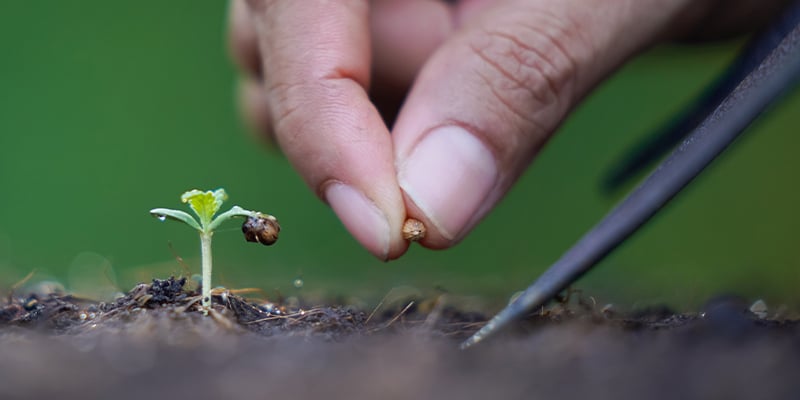 Come far germinare i semi di cannabis più vecchi