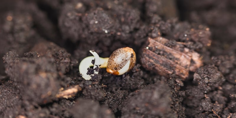 Le tecniche più efficaci per la germinazione dei semi di cannabis